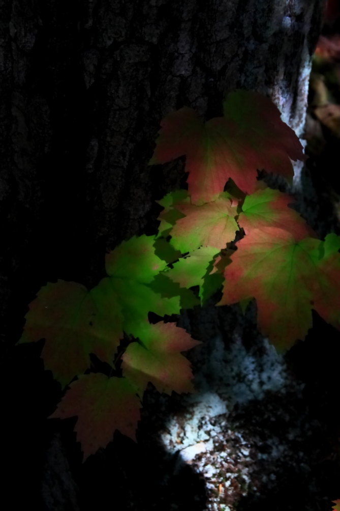 2010 10 10 IMG 11493e